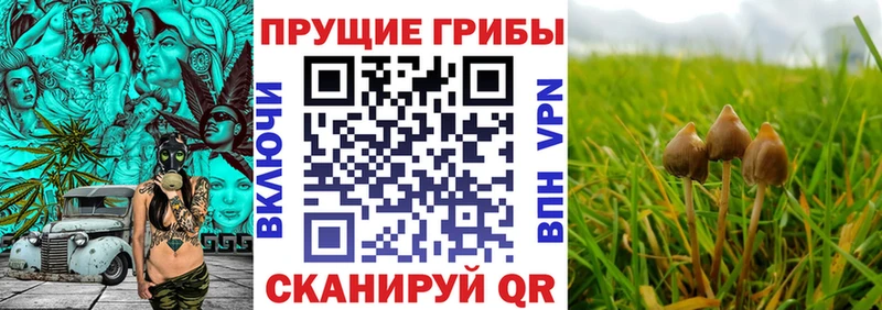 как найти закладки  Олонец  Галлюциногенные грибы Psilocybe 